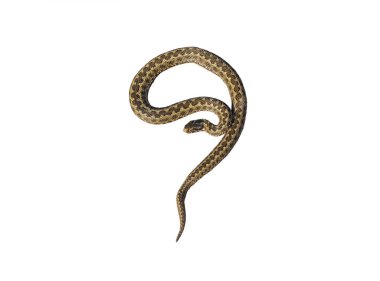 Vipera ursinii beyaz arka planda izole edilmiş bir şekilde saldırıya hazır.