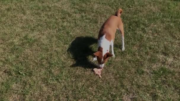 Собака Басэндзи Ест Кусок Сырого Мяса Стоя Зеленой Лужайке — стоковое видео