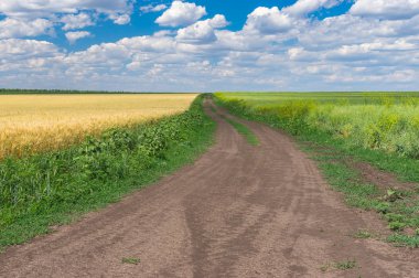 Yaz mevsiminde Dnipro şehri yakınlarında olgunlaşmış buğdayla çiçek açan tecavüz tohumu tarlaları arasındaki dünya yolu, Orta Ukrayna 