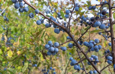 Vahşi bitki prunus spinosa da Blackthorn olarak adlandırılır sonbahar mevsiminde mavi yuvarlak meyvelerle yakın plan