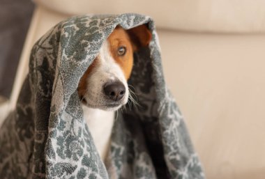 Bir sandalyede otururken yorganın altında saklanan Basenji köpeği portresi.