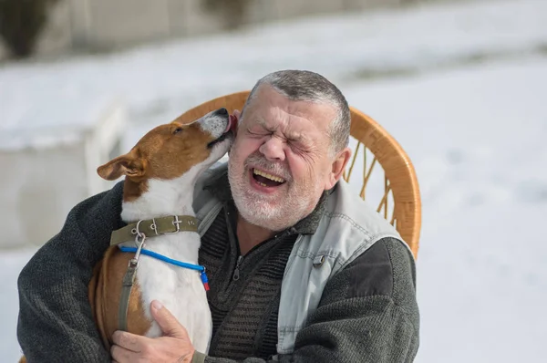 Şirin Basenji köpeği efendinin kulağını yalıyor ve memnun liderin günlük görevlerini yerine getiriyor.