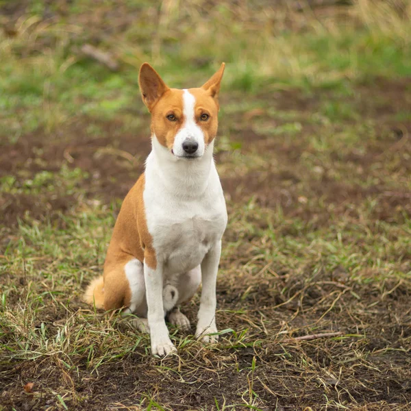 Schönes Outdoor Porträt Des Reifen Basenji Hundes Der Stolz Auf — Stockfoto