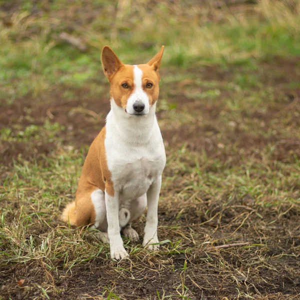Kraliyet olgun Basenji köpeğinin güzel bir açık hava portresi. Sonbahar bahçesinde gururla oturuyor ve kameraya bakıyor.