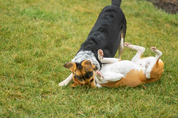 Perro Caza Negro Muerde Perro Basenji Mientras Juega Césped Otoñal —  Fotos de Stock