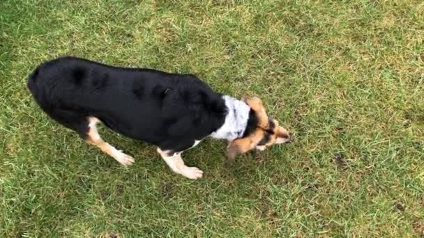 緑の芝生の上に立っている間 黒の混合品種の狩猟犬の生肉の一部を食べる上のビュー — ストック動画