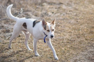Beyaz melez av ve sonbahar tarlasında koşan kuzey beyaz köpek.