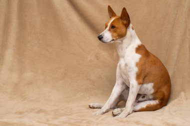 Indoor portrait of cute basenji sitting on a soft bedspread