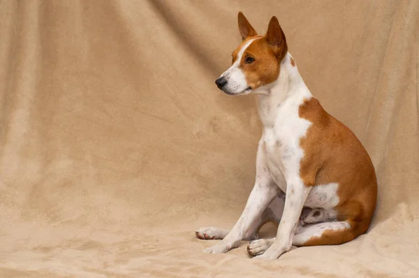 Indoor Portret Van Schattige Basenji Zittend Een Zachte Sprei — Stockfoto