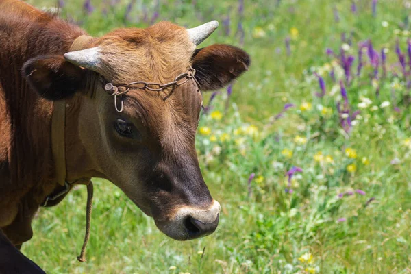 Gros Plan Portrait Mignon Jeune Taureau Veau Sur Prairie Fleurie — Photo