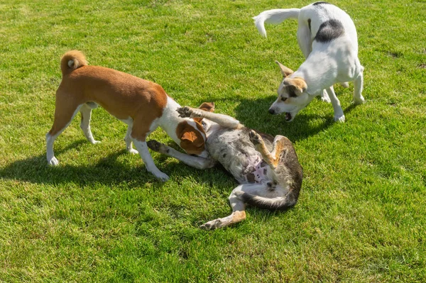 春の新緑の芝生で遊びながら黒犬を襲う白犬と白犬の混合種 — ストック写真