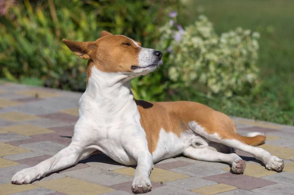 Lindo Retrato Perro Basenji Acostado Pavimento Adquiriendo Elegante Bronceado —  Fotos de Stock