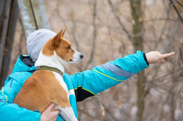 Outdoor Portret Van Basenji Hond Kijken Verte Terwijl Zitten Master — Stockfoto