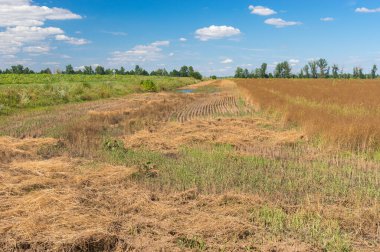 Mavi gökyüzü ve olgunlaşmış tecavüz tohumu tarlası ile yaz manzarası Poltavskaya oblast, Ukrayna