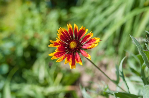 Lonely Indian blanket flower in summer garden
