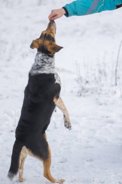 Usta, kış mevsiminde kar üzerinde arka ayakları üzerinde duran siyah melez köpeği elleriyle besliyor.