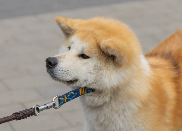 Retrato Cerca Del Joven Esponjoso Perro Akita Inu Que Tira —  Fotos de Stock