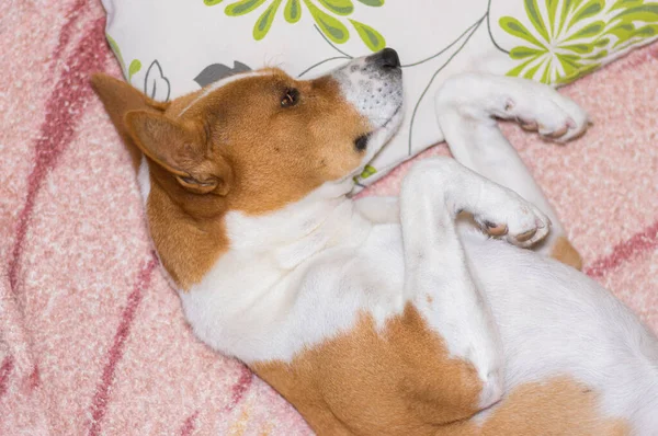 Top Uitzicht Zoete Basenji Hond Liggend Een Kussen Master Sofa — Stockfoto