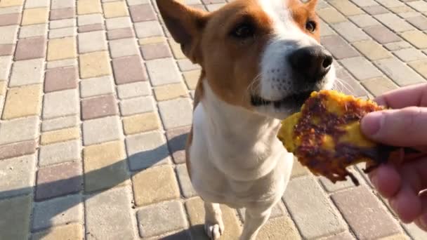 Basenji Mannelijke Hond Eten Pompoenen Pannenkoek Van Menselijke Hand — Stockvideo