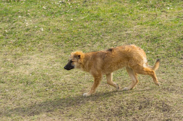 Lonely Red Haired Stray Dog Puppy Running Spring Meadow Search — Stock Photo, Image