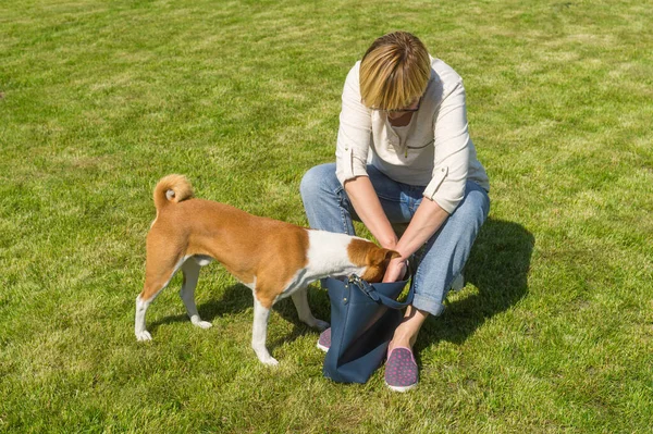 Meraklı Basenji köpeği kadın efendisine büyük kadın çantasında ruj bulmasında yardım ediyor.