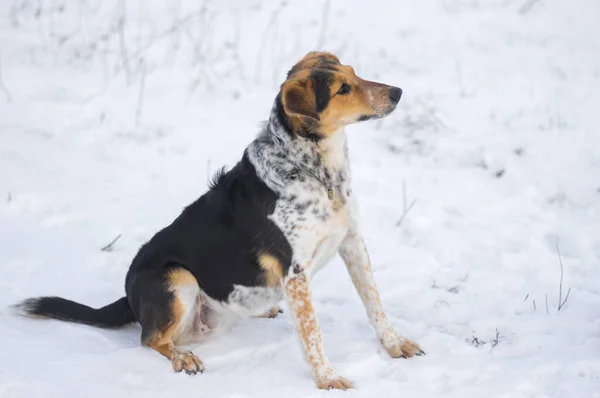 Retrato Cão Fêmea Mestiço Sentado Uma Neve Esperando Por Qualquer — Fotografia de Stock