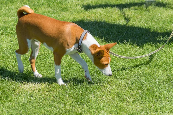 Ώριμο Basenji Σκυλί Περπατά Ένα Φρέσκο Γκαζόν Είναι Ένα Λουρί — Φωτογραφία Αρχείου