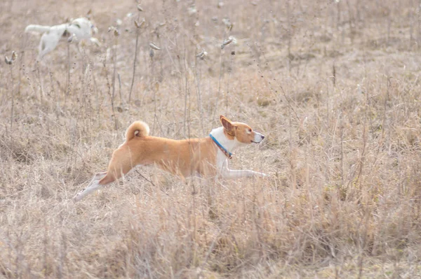 Muskulös Basenji Hund Galopperar Vilt Gräs När Jagar Utomhus — Stockfoto