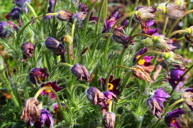 Pasque çiçekleri (Pulsatilla patens) yeşil çimlerde
