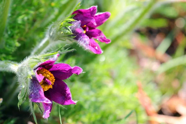 Пасковые цветы (Pulsatilla patens) в зеленой траве — стоковое фото