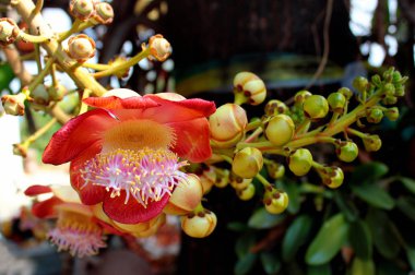 Bangkok, Tayland 'da Gülle Ağacı (Couroupita guianensis) çiçeği