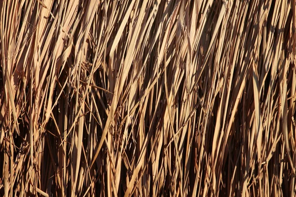 Folhas de junco seco como fundo — Fotografia de Stock