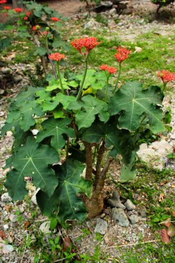 Gut Bitkisi veya Guatemala Rhubarb (Jatropha podagrica) 