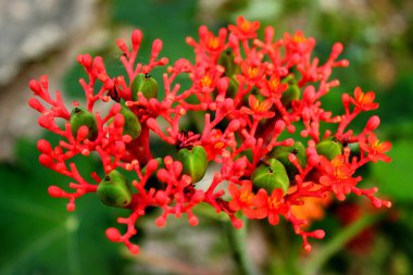Gut Bitkisi veya Guatemala Rhubarb (Jatropha podagrica) 