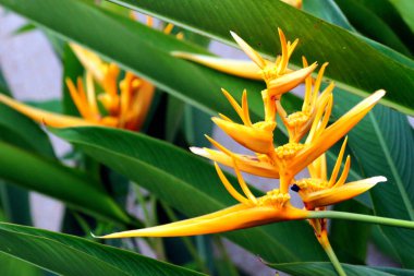 Sarı papağan çiçeği, Heliconia, veya Strelitzia, yeşil yapraklı bir çiçek bahçesinde