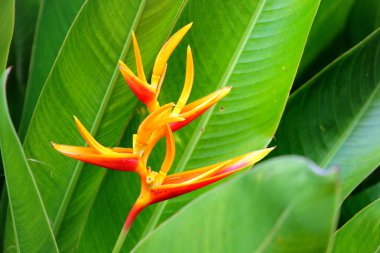 Sarı papağan çiçeği, Heliconia, veya Strelitzia, yeşil yapraklı bir çiçek bahçesinde