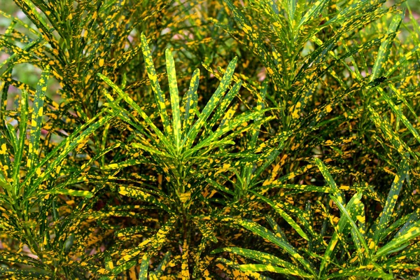 Codiaeum variegatum, oder Garten-Crotonenpflanze — Stockfoto