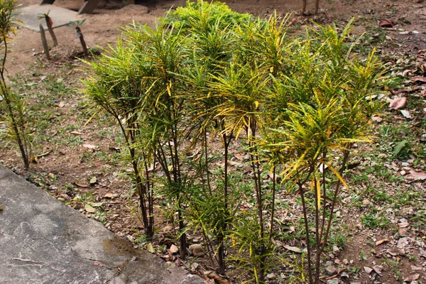Kodiaeum variegatum lub roślina krotonów ogrodowych — Zdjęcie stockowe
