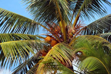 Hindistan cevizi palmiyeli (Cocos nucifera) 