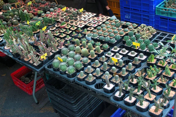 Bangkok Tajlandia Grudnia 2019 Chatuchak Flower Market Ogromny Rynek Kwiatów — Zdjęcie stockowe