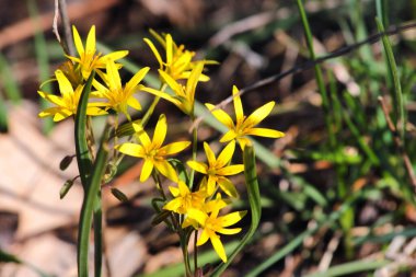 Beytüllahim 'in sarı yıldızı (Gagea lutea) erken bahar çiçeği, Liliaceae familyasından çiçek açan bir bitki, mızrak yapraklı ve sarı çiçekli uzun ömürlü bir bitki..