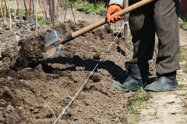 Plantning Kartofler Forår Landdistrikt Koncept - Stock-foto