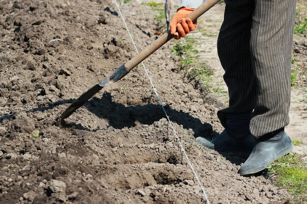 Plantning Kartofler Forår Landdistrikt Koncept - Stock-foto