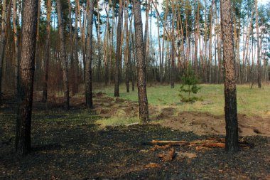 Yerdeki yangından sonra yanmış orman zeminleri ve kömürleşmiş çam ağaçları.
