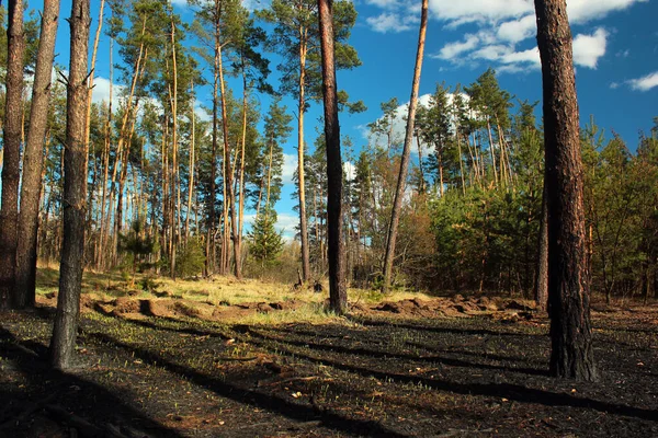 Burnt forest floor and pine tree trunks after a ground fire