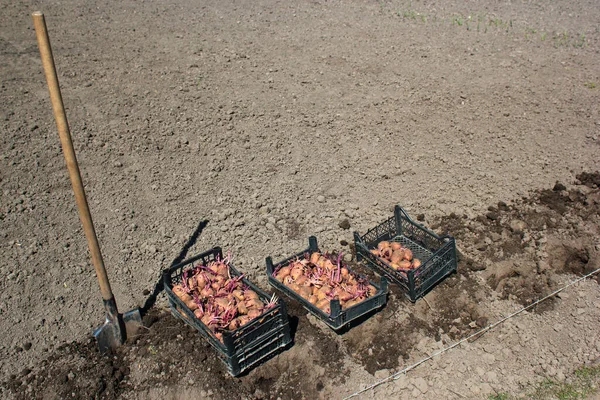 Plantio Batatas Primavera Rural Vaivém — Fotografia de Stock