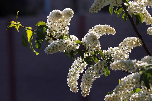 White flowers of bird cherry tree (Prunus padus)