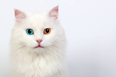 Farklı renkte gözleri olan beyaz kedi, kedilerde heterokromi.