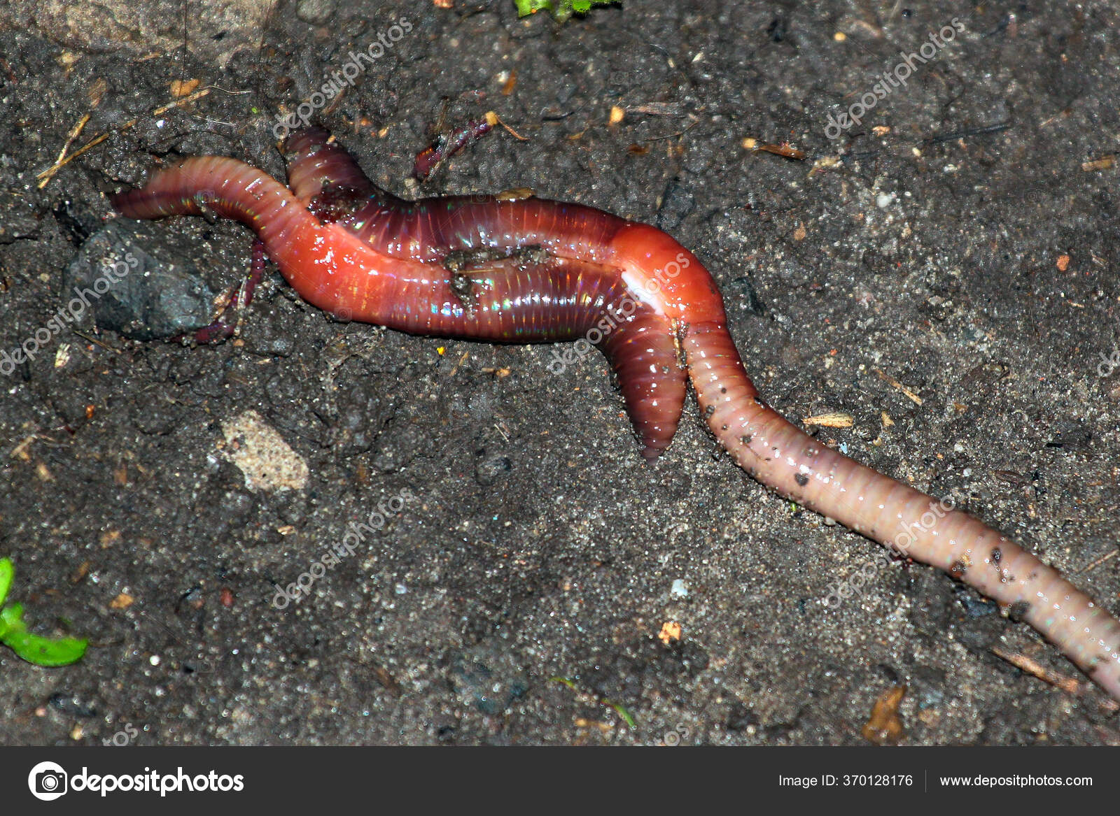Earthworm Mating Two Worms Copulate Garden Night — Stock