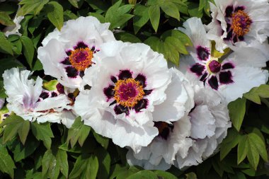 Paeonia 'nın Bush' u veya bir bahçede Çin ağaç şakayıkları